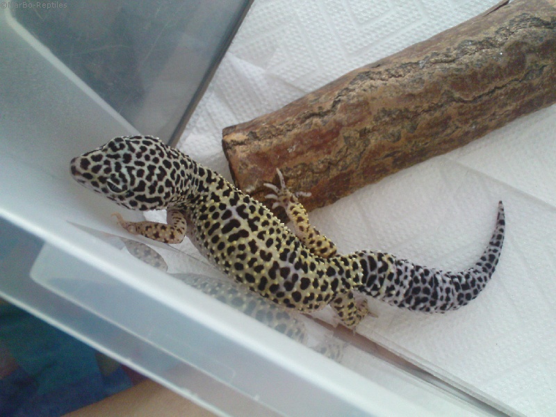 Gekon lamparci (Eublepharis macularius)