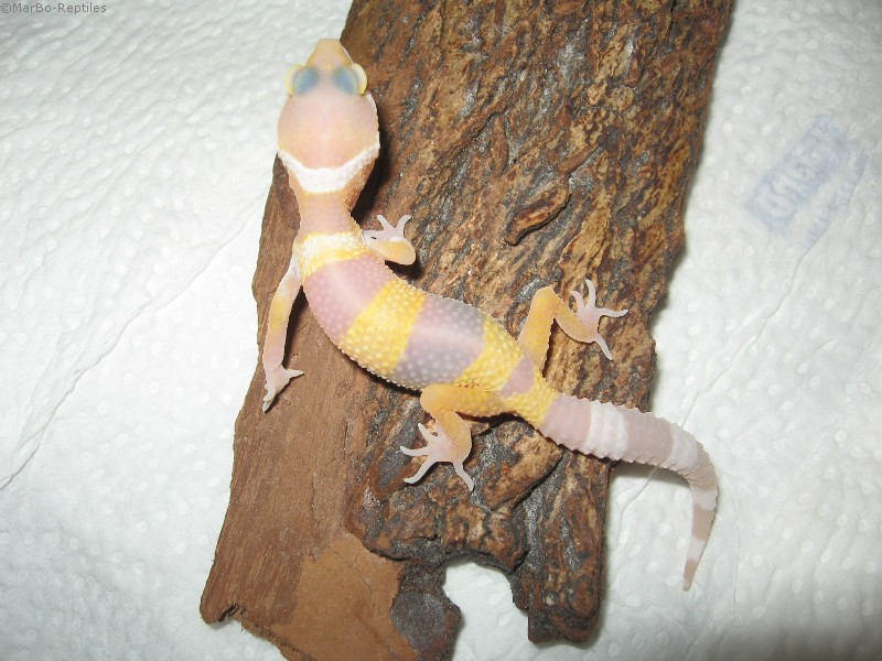 Gekon lamparci (Eublepharis macularius)