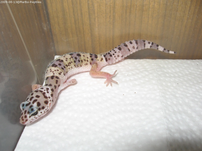 Gekon lamparci (Eublepharis macularius)