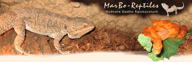 MarBo-Reptiles. Hodowla Gadw Egzotycznych